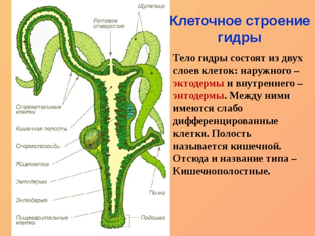 Кракен зеркало прокатис